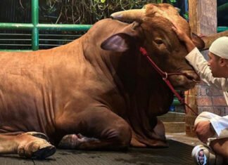 Sebelum Disembelih, Irfan Hakim Ajak Ngobrol Sapinya Satu-satu