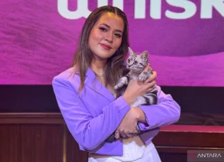 Raisa Sanggup Pelihara 14 Kucing di Rumah