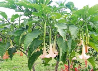 Dokter Ahli Obat: Kecubung Sudah Tidak Digunakan Sebagai Obat Tradisional