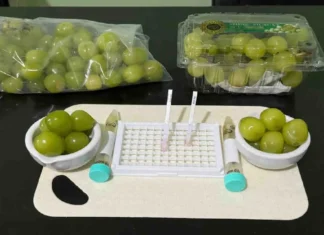 Bapanas: Hasil Rapid Test Anggur Muscat Aman Untuk Dikonsumsi