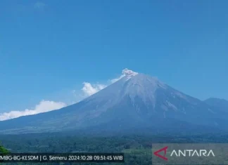Semeru Erupsi Lagi, Ketinggian Letusan Di Atas Puncak Capai 800 Meter