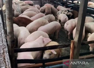 Australia Temukan Virus Ensefalitis Jepang di Dua Peternakan Babi