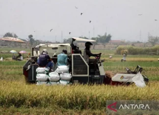 DKI Tanam Padi di Jawa Timur