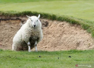 Flu Burung Terdeteksi pada Domba di Inggris untuk Pertama Kali
