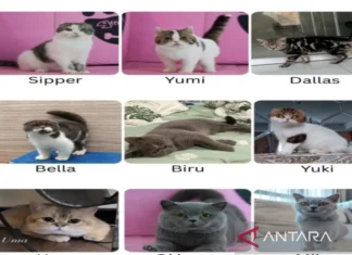 Astrid Kuya Berharap Kucingnya Bisa Kembali