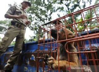 Pergub Larangan Menjual Daging Anjing dan Kucing Resmi Berlaku di DKI
