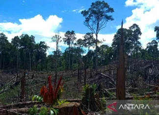 Kemenhut Kuasai Kembali 7.755 Ha bekas Aktivitas Ilegal di Seblat