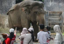 Libur Panjang, 120.000 Orang Diprediksi Kunjungi Ragunan