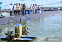 Presiden Panen Raya Udang di Kebumen