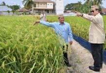 Prabowo Tegaskan Program MBG Penting Atasi Kelaparan