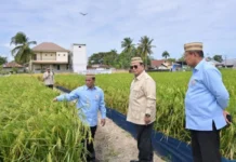 Produksi Padi Naik 100 Persen, Prabowo Targetkan Indonesia Lumbung Pangan