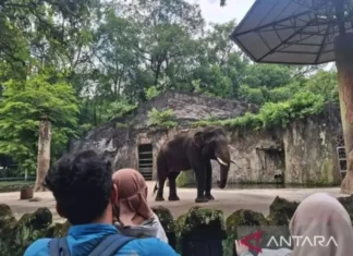 Ragunan Gratiskan Tiket Masuk Sambut HUT Jakarta