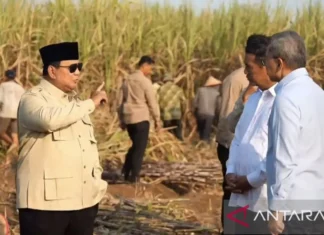 Presiden: Pemerintah Kejar Peremajaan Tebu selesai Dalam Dua Tahun