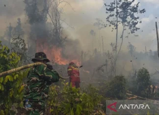 BNPB Imbau Masyarakat segera Lapor jika Temukan Titik Api Karhutla