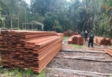 Kemenhut Ungkap Aktivitas Pembalakan Liar di SM Kerumutan Riau