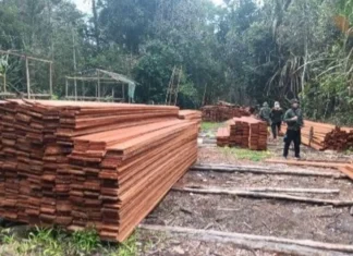 Kemenhut Ungkap Aktivitas Pembalakan Liar di SM Kerumutan Riau