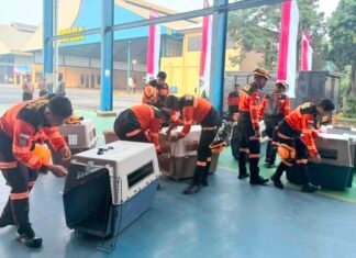 Percepat Evakuasi Korban Gempa NTT, Polisi Kerahkan 10 Anjing Pelacak