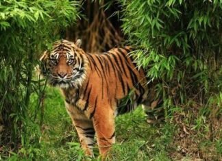 Habitat Harimau Sumatera Terancam Karhutla