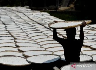 RI-Kamerun Kembangkan Pabrik Pengolahan Singkong